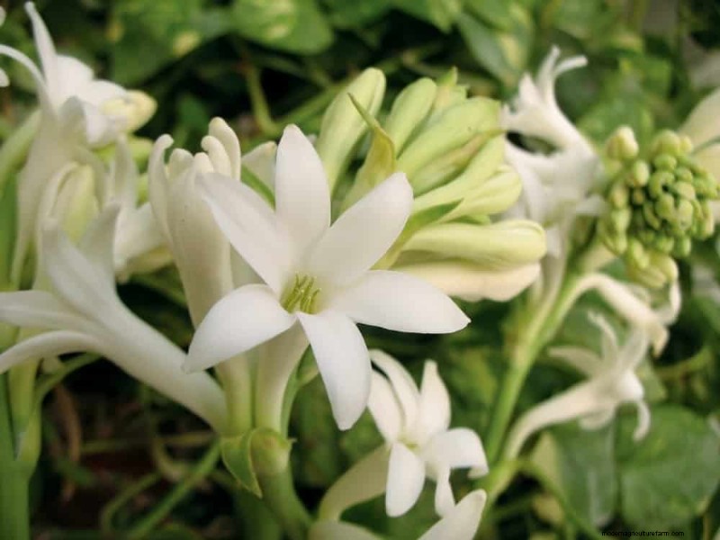 21 Incredibly Fragrant Plants to Fill Your Garden with Heavenly Scents