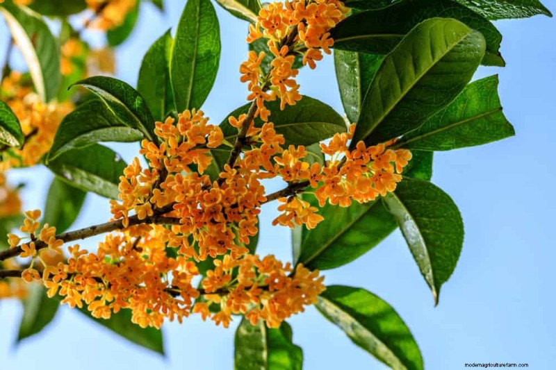 21 Incredibly Fragrant Plants to Fill Your Garden with Heavenly Scents
