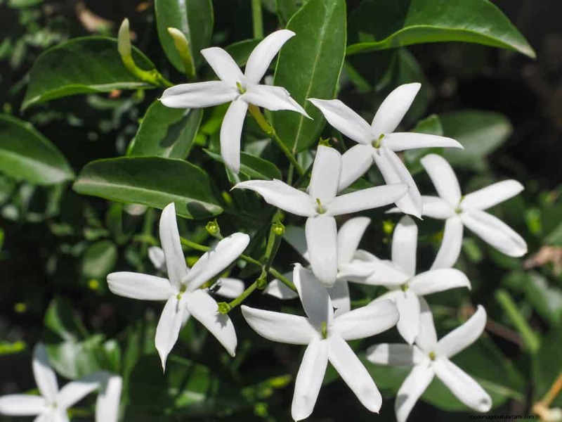 21 Incredibly Fragrant Plants to Fill Your Garden with Heavenly Scents