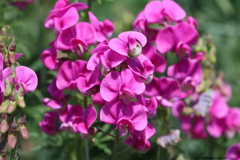 21 Incredibly Fragrant Plants to Fill Your Garden with Heavenly Scents