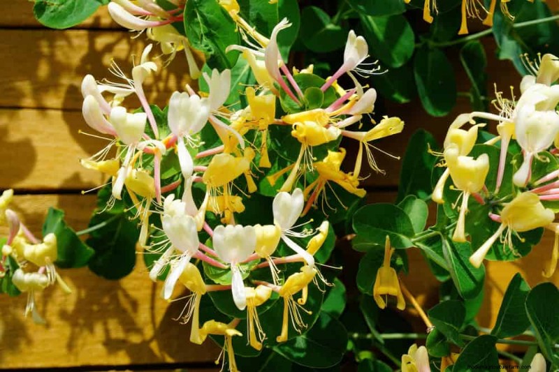 21 Incredibly Fragrant Plants to Fill Your Garden with Heavenly Scents