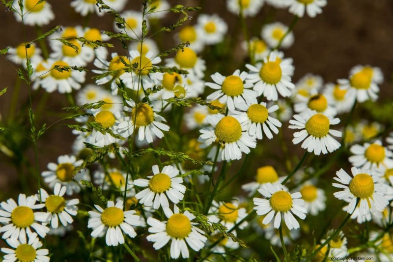 21 Incredibly Fragrant Plants to Fill Your Garden with Heavenly Scents