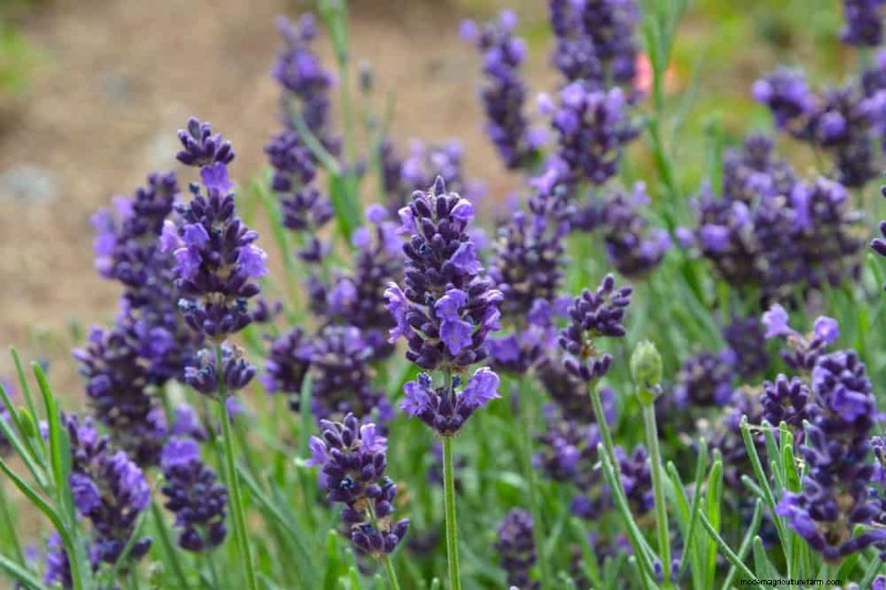 21 Incredibly Fragrant Plants to Fill Your Garden with Heavenly Scents