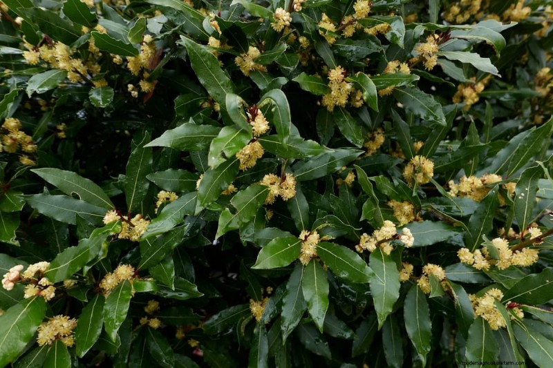 21 Incredibly Fragrant Plants to Fill Your Garden with Heavenly Scents