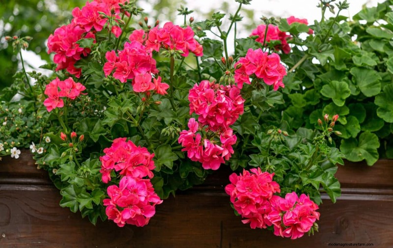21 Incredibly Fragrant Plants to Fill Your Garden with Heavenly Scents