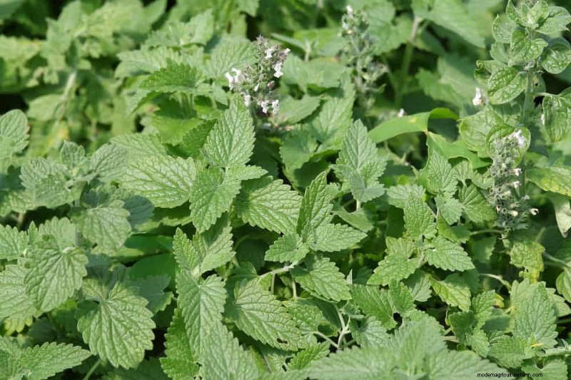 21 Incredibly Fragrant Plants to Fill Your Garden with Heavenly Scents