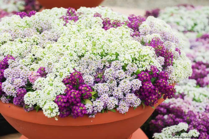21 Incredibly Fragrant Plants to Fill Your Garden with Heavenly Scents
