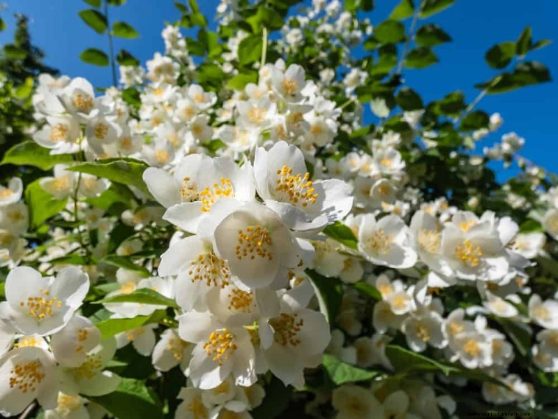 21 Incredibly Fragrant Plants to Fill Your Garden with Heavenly Scents