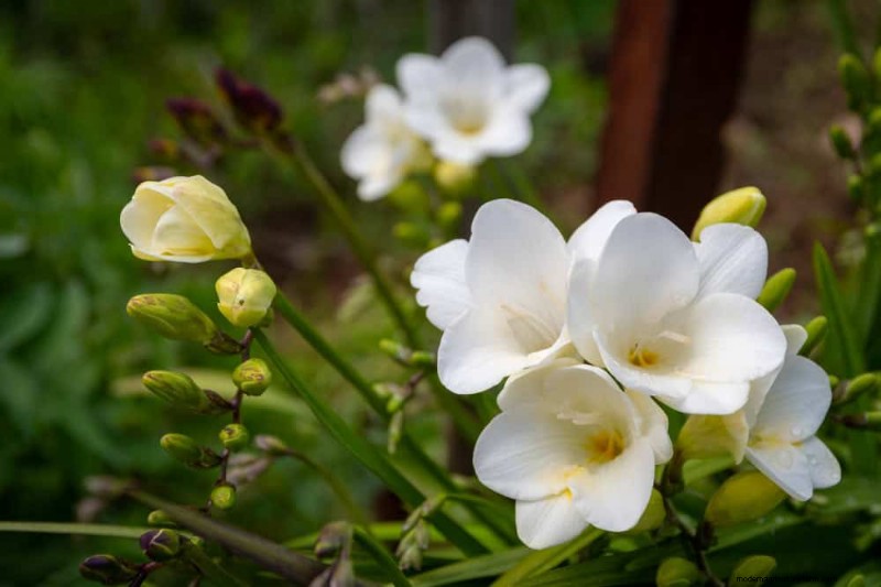 21 Incredibly Fragrant Plants to Fill Your Garden with Heavenly Scents