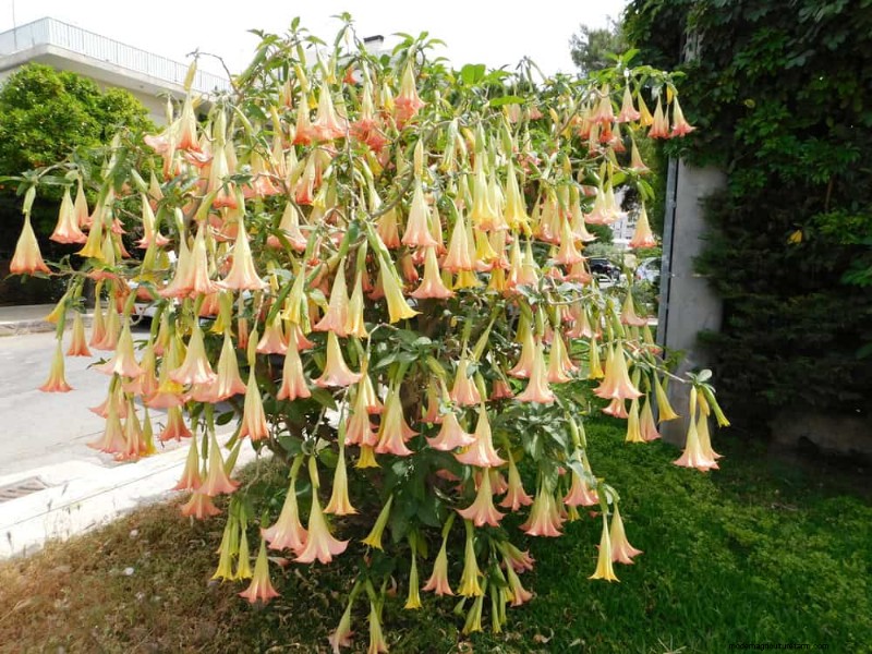 21 Incredibly Fragrant Plants to Fill Your Garden with Heavenly Scents