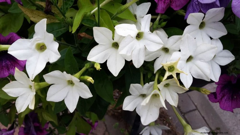 21 Incredibly Fragrant Plants to Fill Your Garden with Heavenly Scents