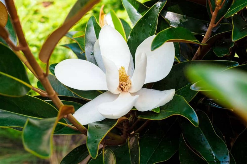 21 Incredibly Fragrant Plants to Fill Your Garden with Heavenly Scents