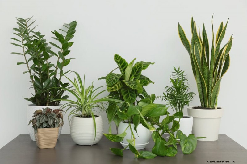 21 Resilient Houseplants That Even Novice Growers Can’t Kill