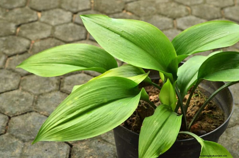 21 Resilient Houseplants That Even Novice Growers Can’t Kill