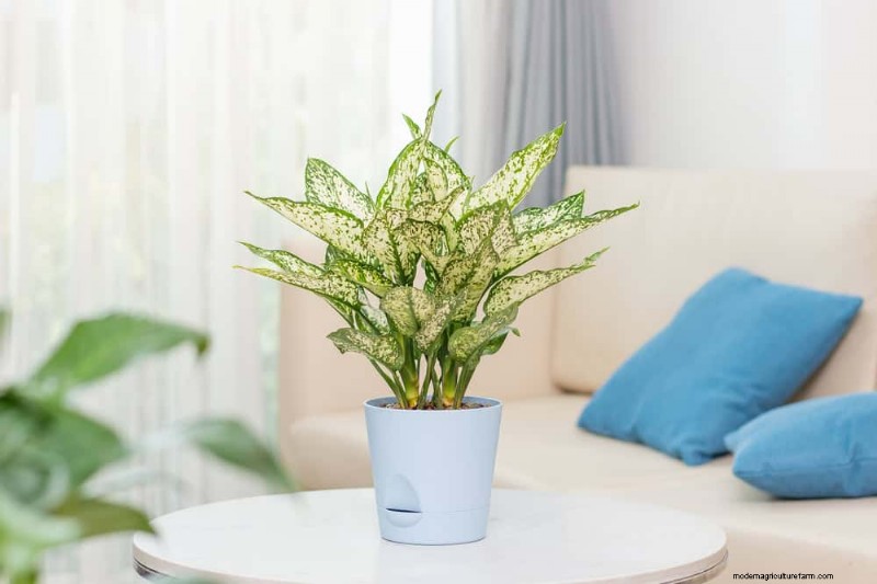 21 Resilient Houseplants That Even Novice Growers Can’t Kill