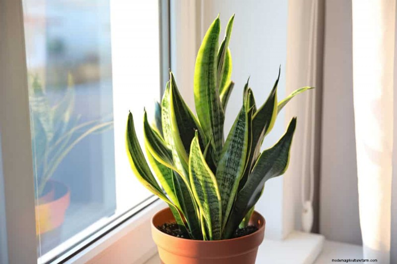 21 Resilient Houseplants That Even Novice Growers Can’t Kill