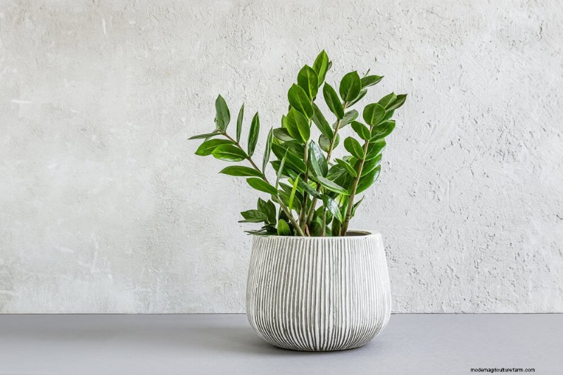 21 Resilient Houseplants That Even Novice Growers Can’t Kill