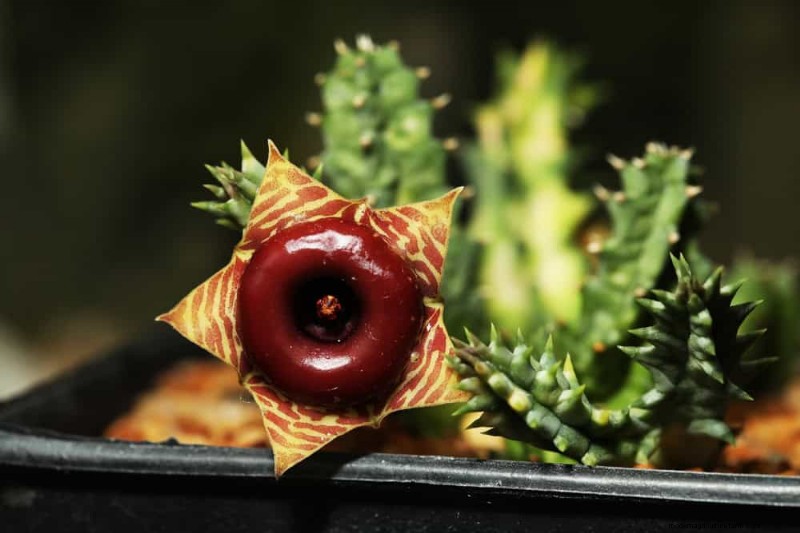 21 Resilient Houseplants That Even Novice Growers Can’t Kill