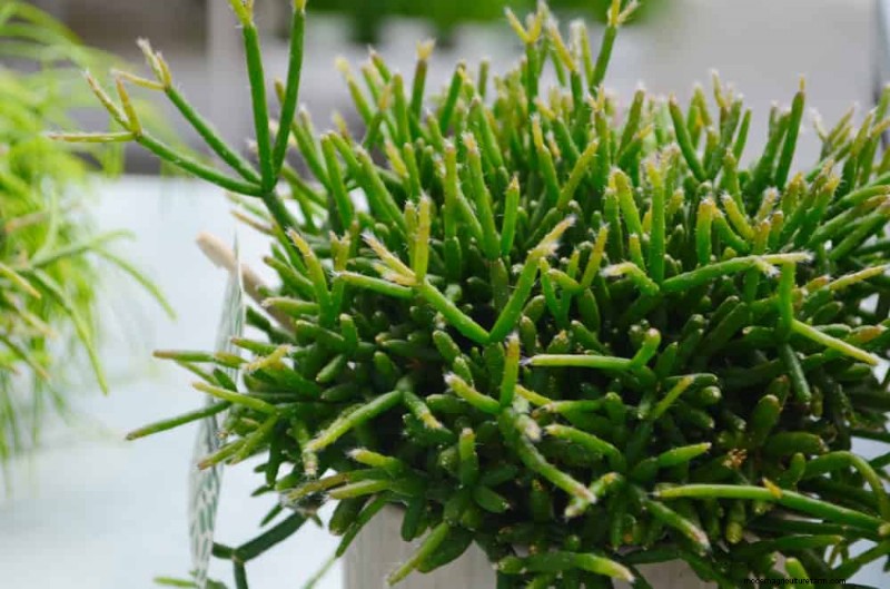 21 Resilient Houseplants That Even Novice Growers Can’t Kill