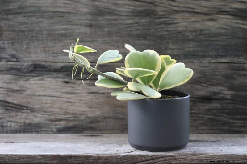 21 Resilient Houseplants That Even Novice Growers Can’t Kill
