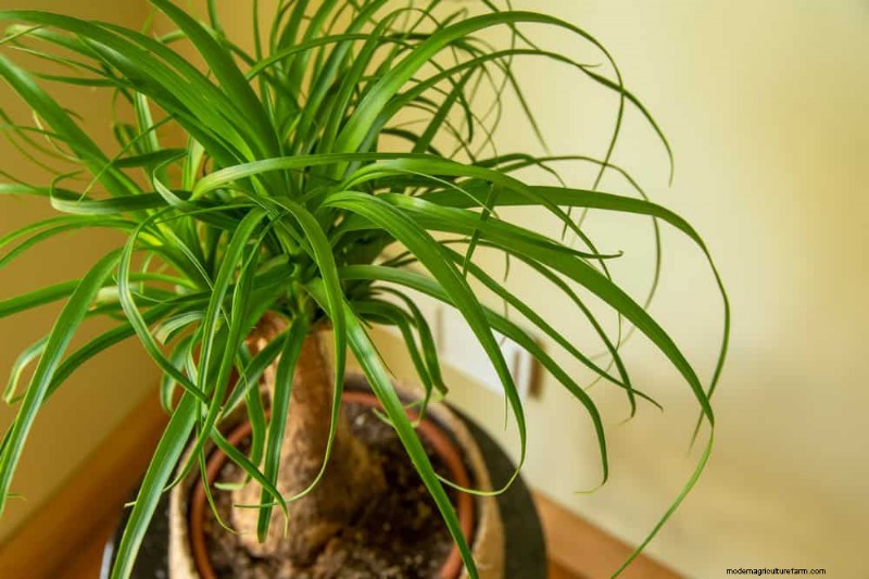 21 Resilient Houseplants That Even Novice Growers Can’t Kill