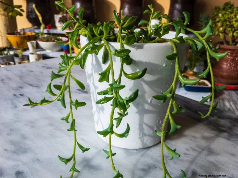 21 Resilient Houseplants That Even Novice Growers Can’t Kill