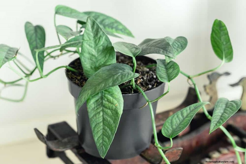 21 Resilient Houseplants That Even Novice Growers Can’t Kill