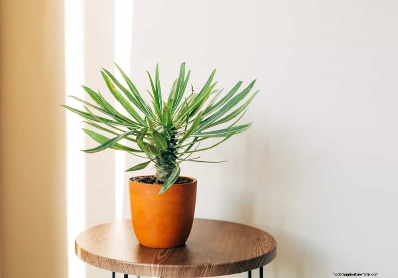 21 Resilient Houseplants That Even Novice Growers Can’t Kill