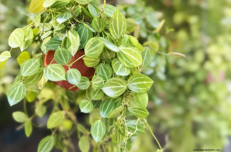 21 Resilient Houseplants That Even Novice Growers Can’t Kill