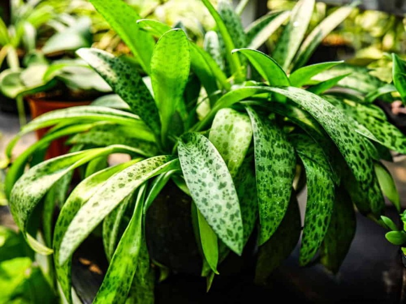 21 Resilient Houseplants That Even Novice Growers Can’t Kill