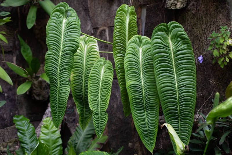21 Resilient Houseplants That Even Novice Growers Can’t Kill