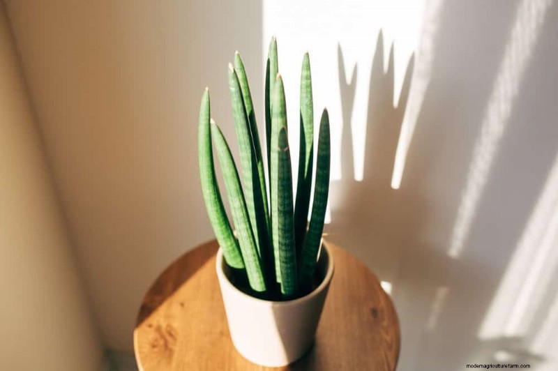 21 Resilient Houseplants That Even Novice Growers Can’t Kill