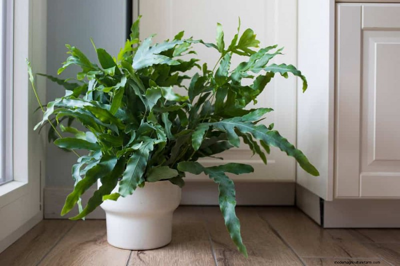 21 Resilient Houseplants That Even Novice Growers Can’t Kill