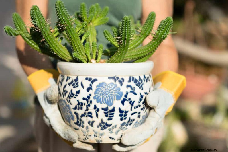 21 Resilient Houseplants That Even Novice Growers Can’t Kill