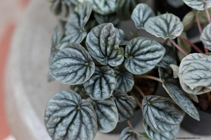 21 Resilient Houseplants That Even Novice Growers Can’t Kill
