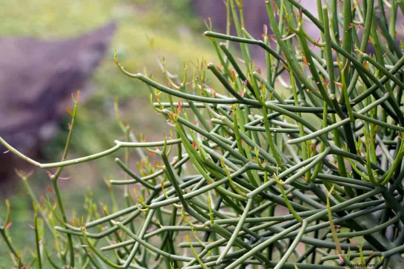 21 Resilient Houseplants That Even Novice Growers Can’t Kill