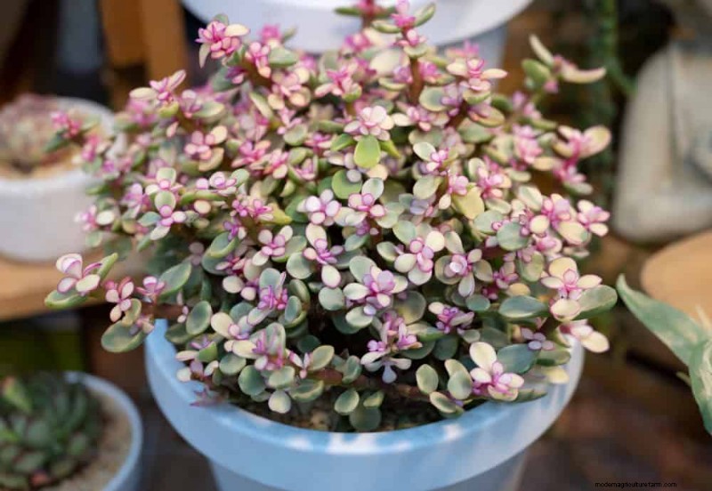 21 Resilient Houseplants That Even Novice Growers Can’t Kill