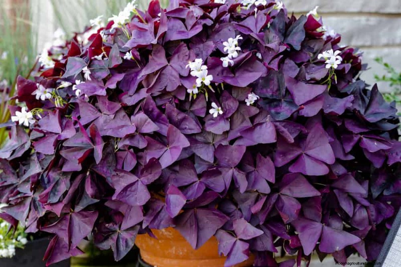 21 Resilient Houseplants That Even Novice Growers Can’t Kill