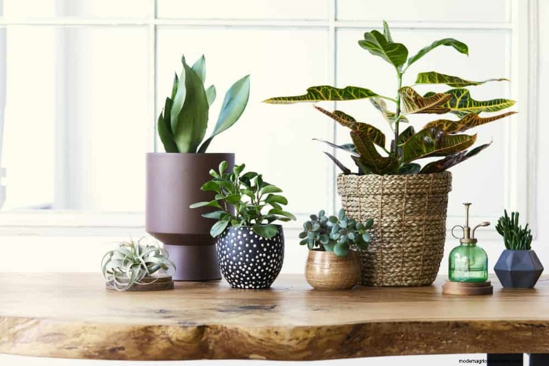 21 Resilient Houseplants That Even Novice Growers Can’t Kill