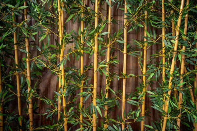 25 Essential Plants for a Tranquil Zen‑Inspired Backyard Oasis