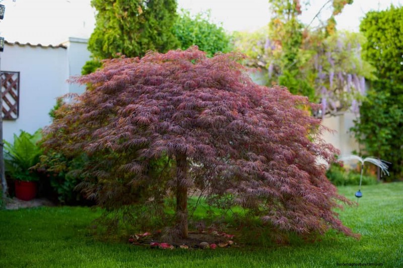 25 Essential Plants for a Tranquil Zen‑Inspired Backyard Oasis