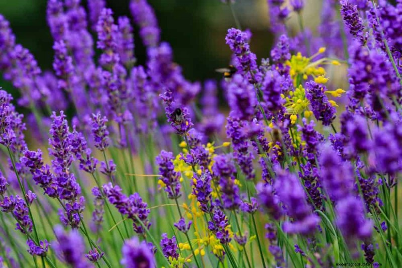 25 Essential Plants for a Tranquil Zen‑Inspired Backyard Oasis