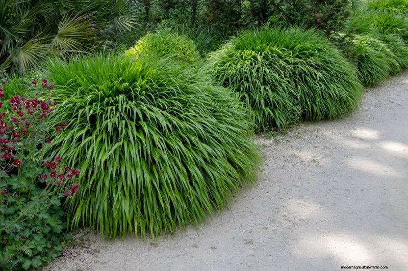 25 Essential Plants for a Tranquil Zen‑Inspired Backyard Oasis