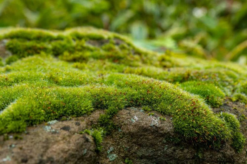25 Essential Plants for a Tranquil Zen‑Inspired Backyard Oasis
