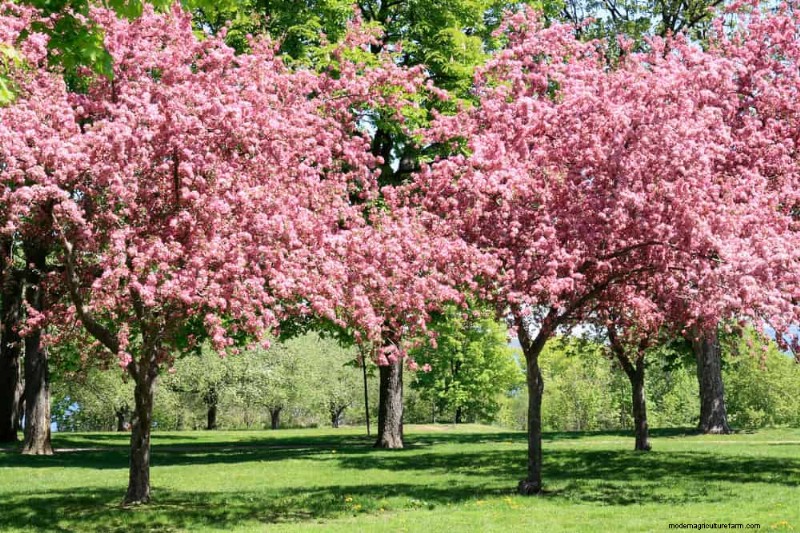 25 Essential Plants for a Tranquil Zen‑Inspired Backyard Oasis