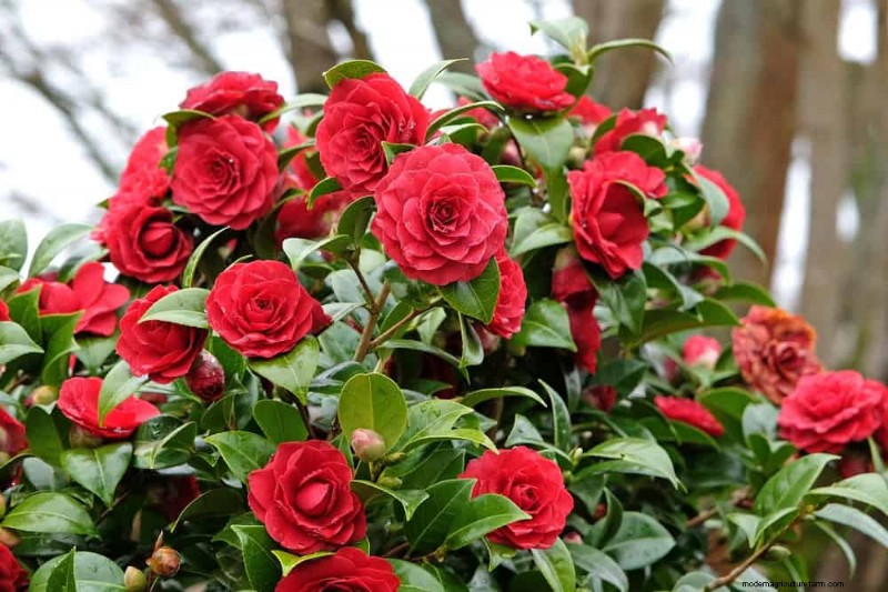 25 Essential Plants for a Tranquil Zen‑Inspired Backyard Oasis