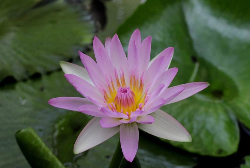 25 Essential Plants for a Tranquil Zen‑Inspired Backyard Oasis
