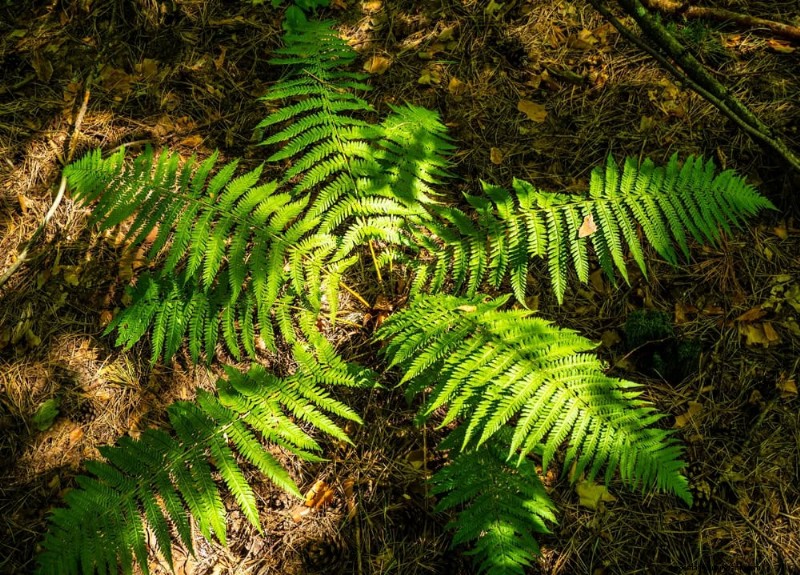 25 Essential Plants for a Tranquil Zen‑Inspired Backyard Oasis