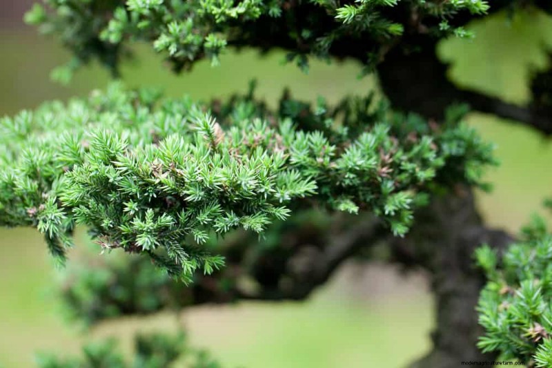 25 Essential Plants for a Tranquil Zen‑Inspired Backyard Oasis