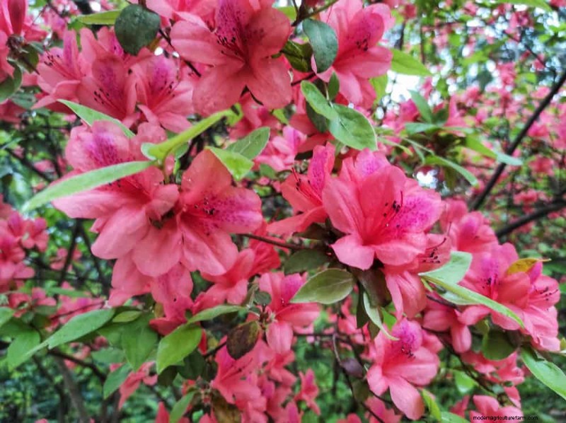 25 Essential Plants for a Tranquil Zen‑Inspired Backyard Oasis